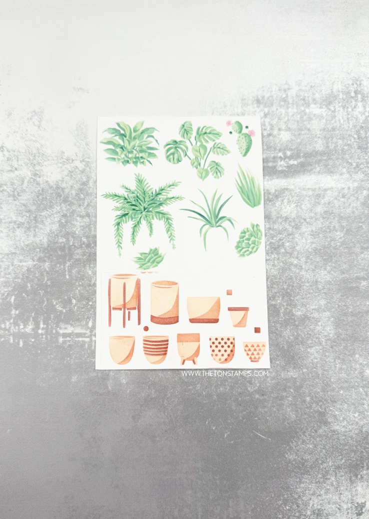 2026 August Release Clematis C - đánh giá và giá Summer Clothing Release